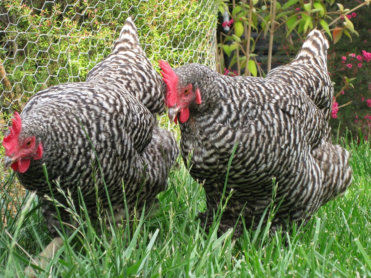 Barred Plymouth Rock chicken