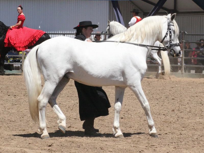 Andalusian equine