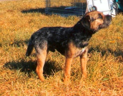 Border Terrier dog