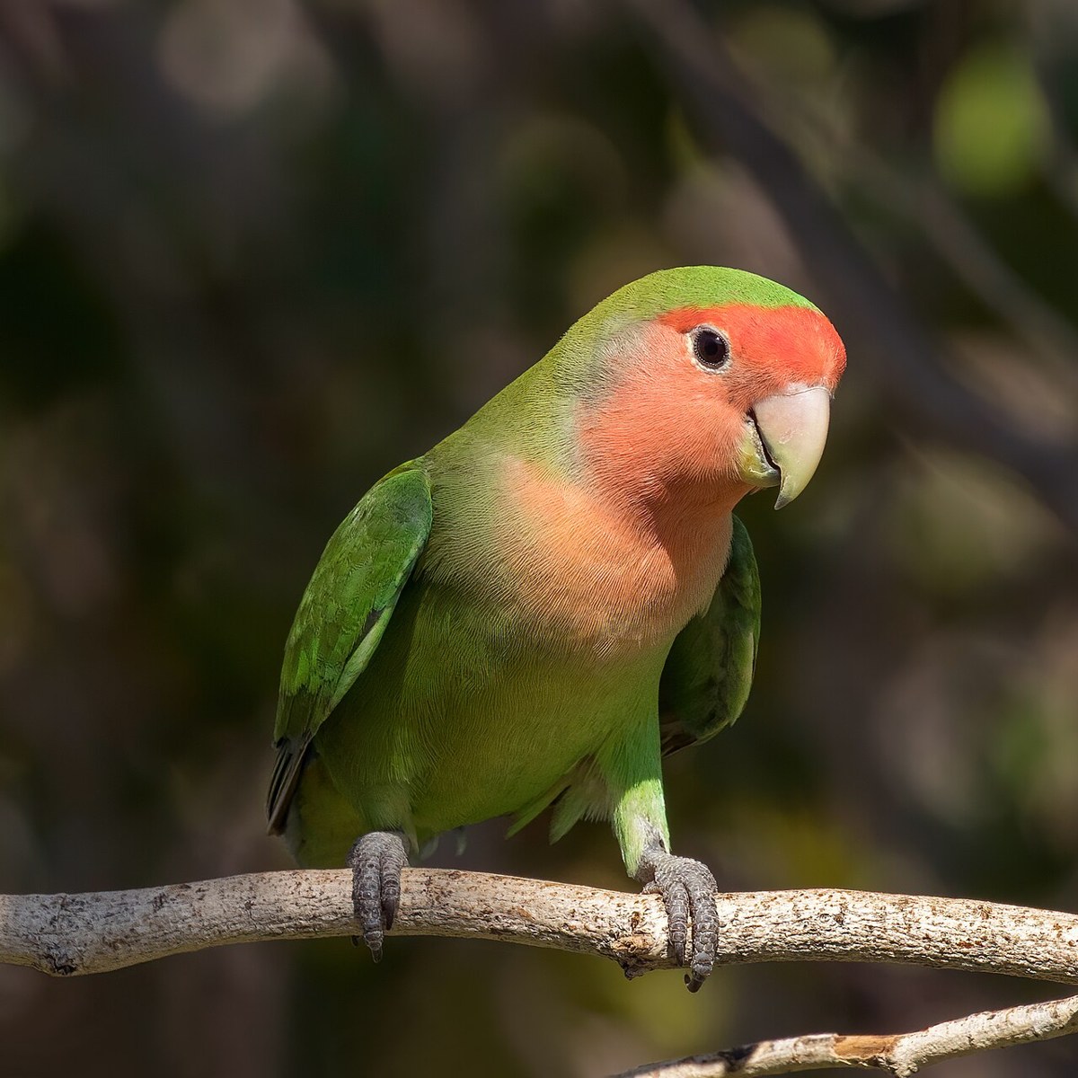 Lovebird · representative of the Lovebird group