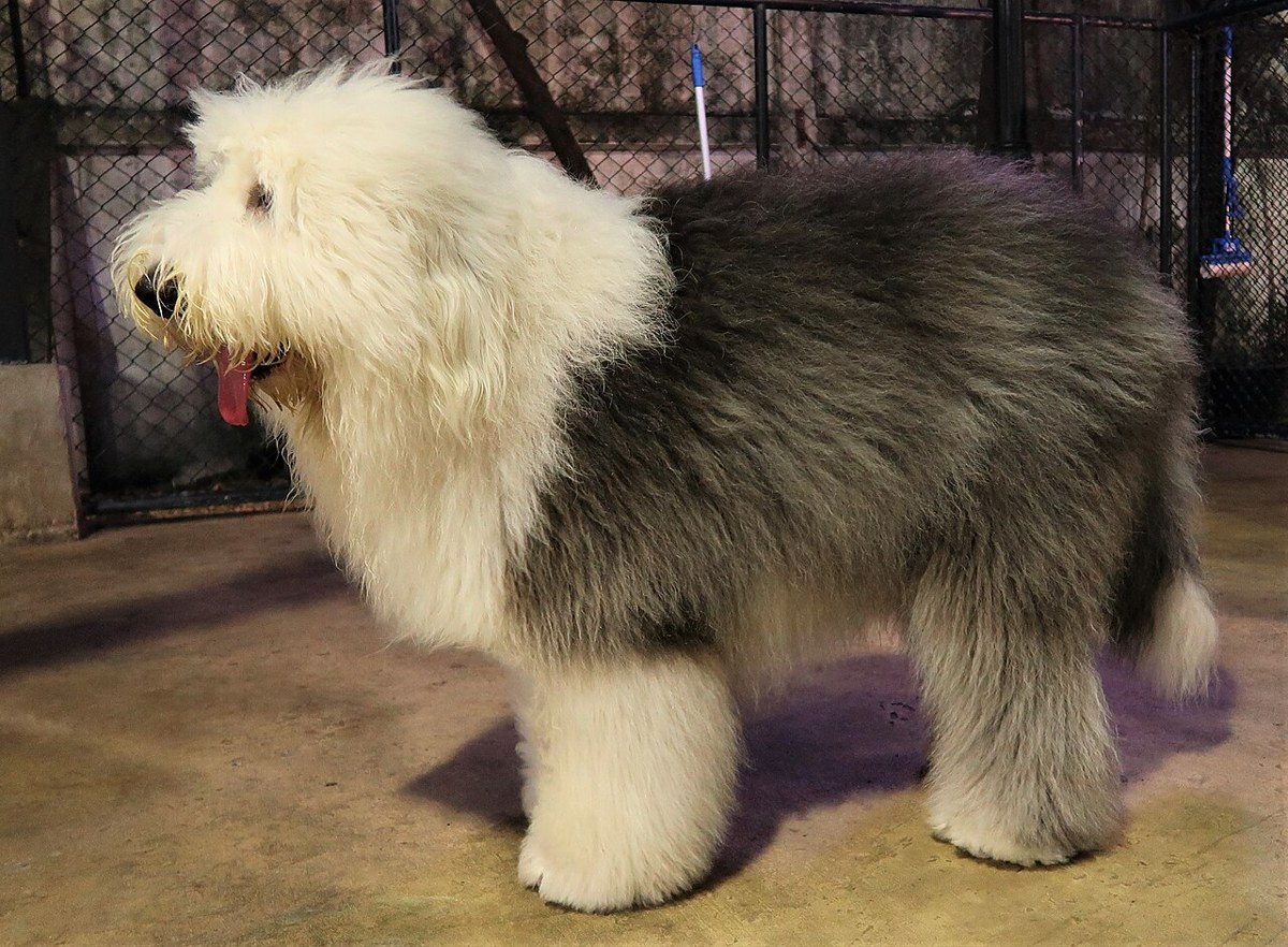 Old English Sheepdog dog