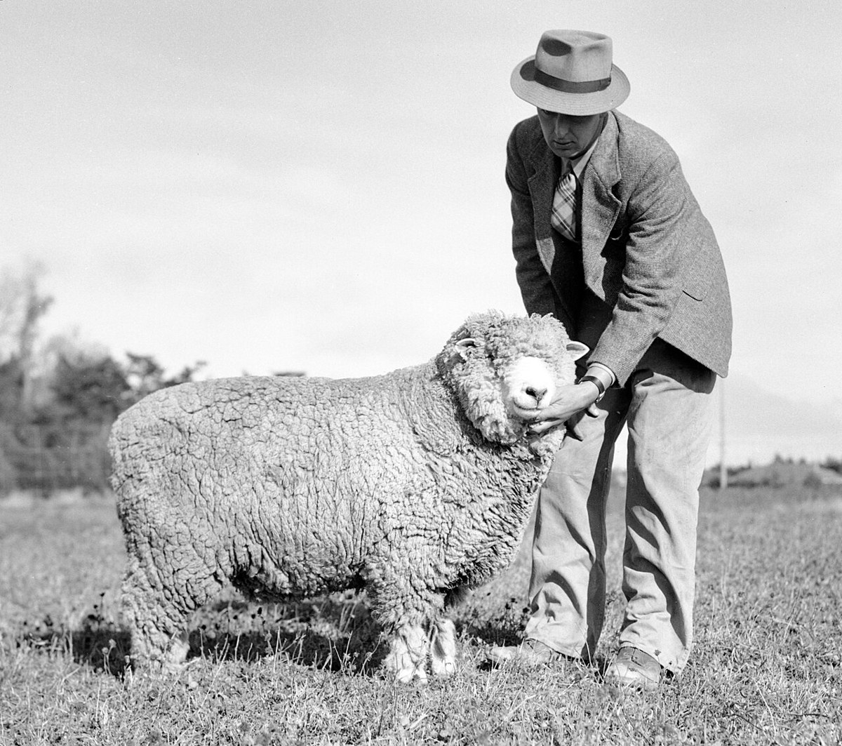 Corriedale sheep