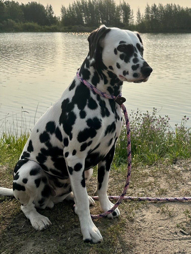 Dalmatian dog