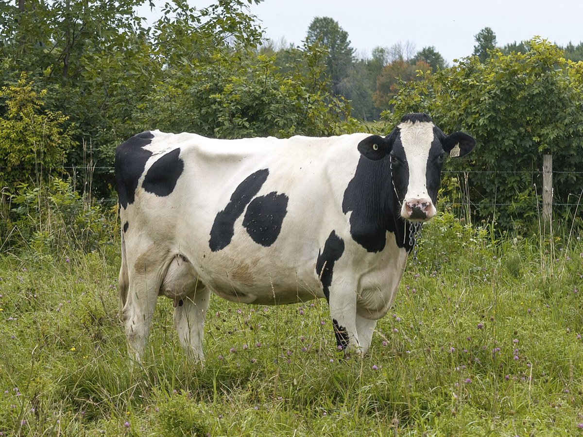 Holstein cattle