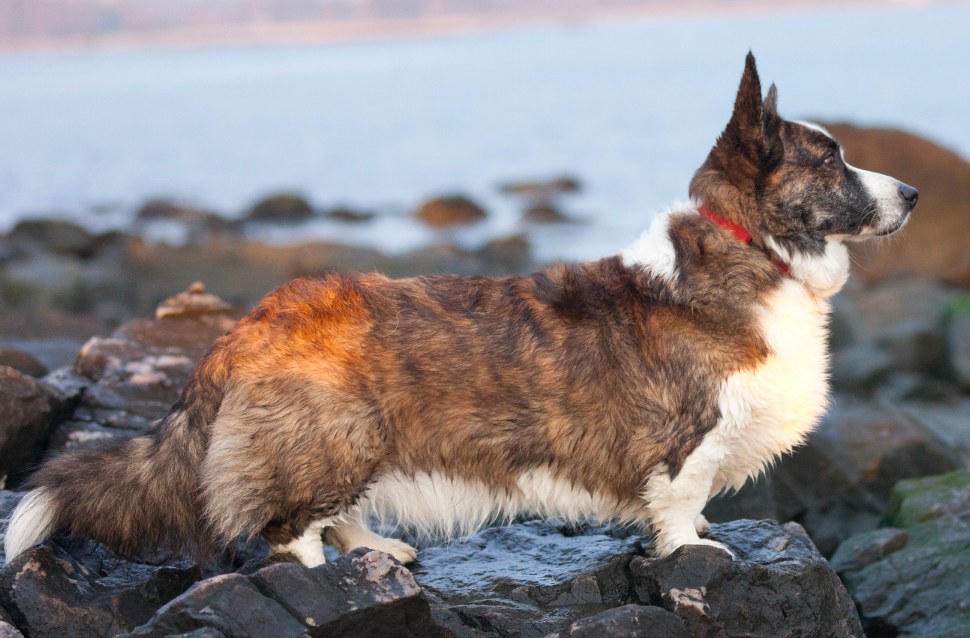 Corgi (Cardigan) dog