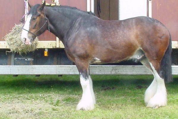 Shire equine