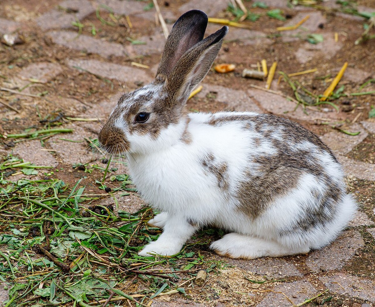 Representative rabbit image for a general guide; not a breed identification