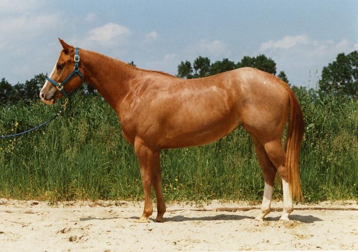 Quarter Horse equine