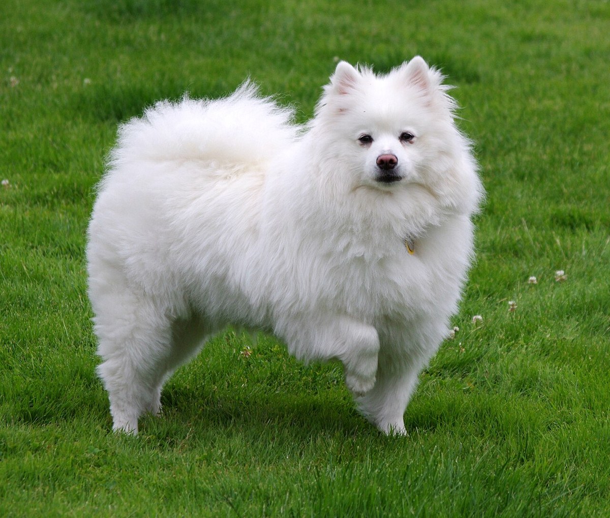 American Eskimo Dog dog