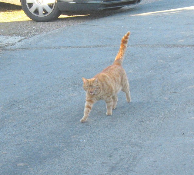 Representative cat image for a general guide; not a breed identification