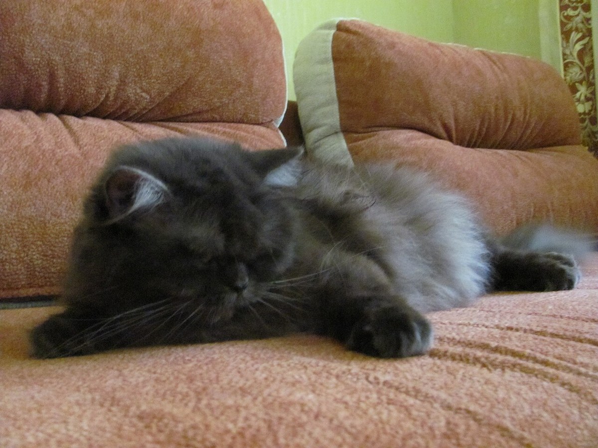 British Longhair cat