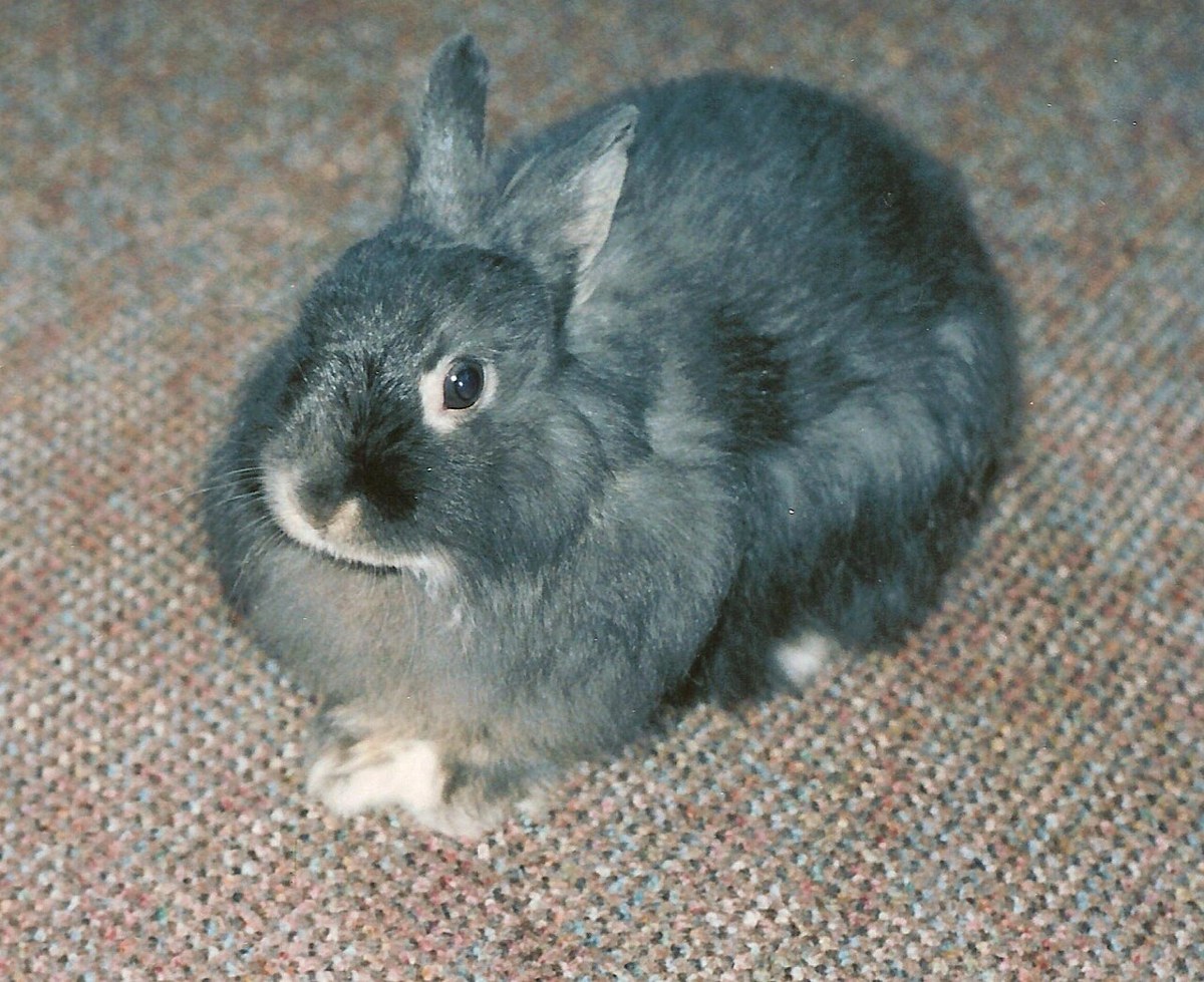 Jersey Wooly rabbit