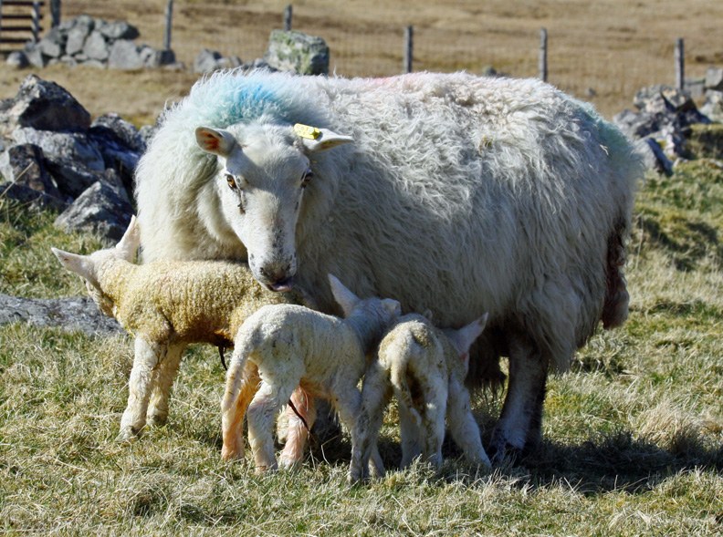 Cheviot sheep