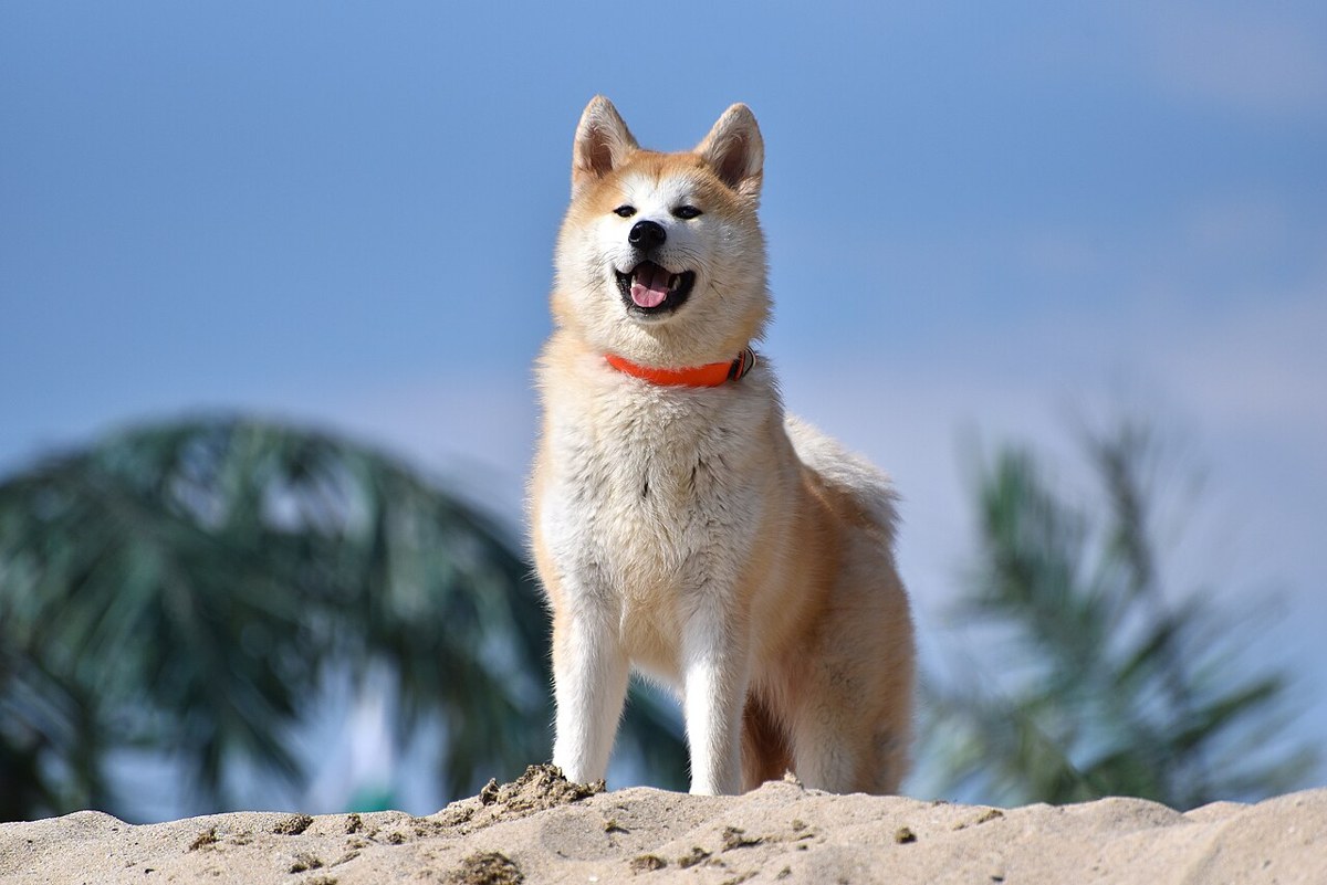 Japanese Akita — one type within the Akita selection