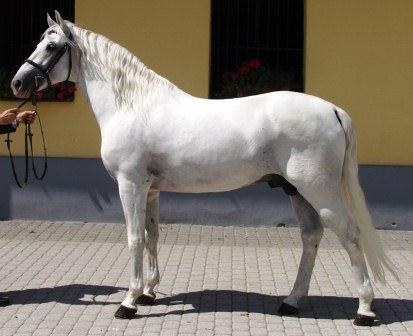 Lipizzaner equine