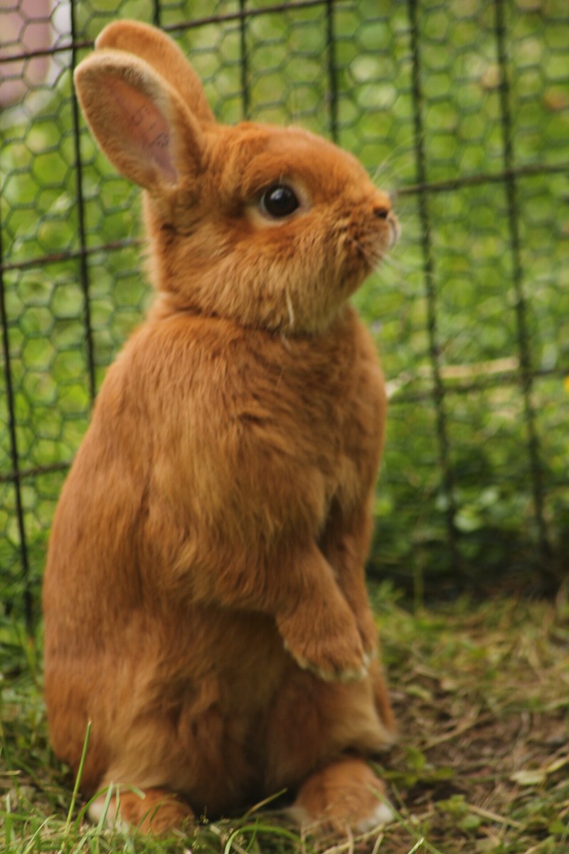 Thrianta rabbit