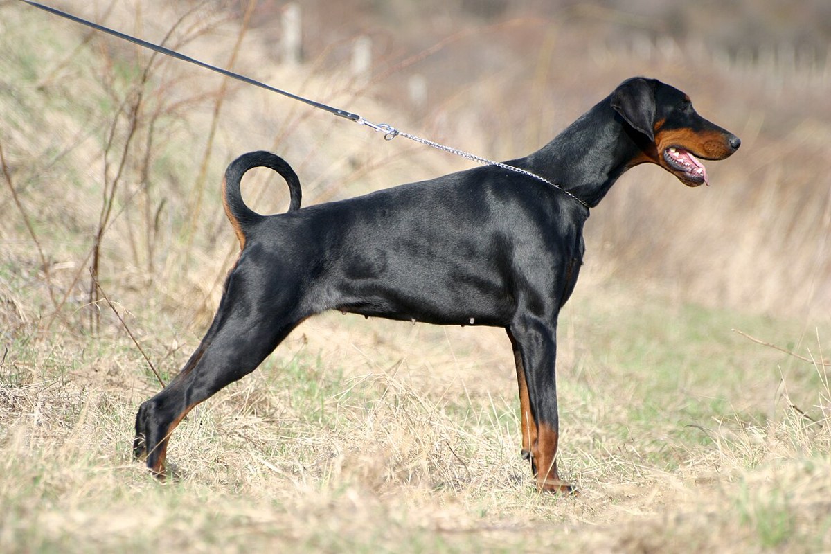 Doberman Pinscher dog