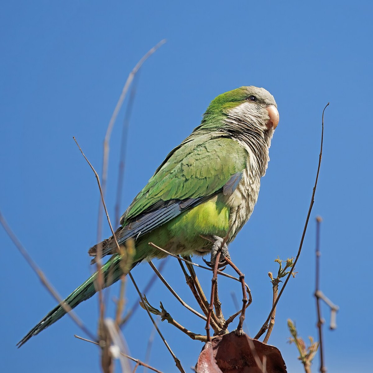 Quaker Parrot bird