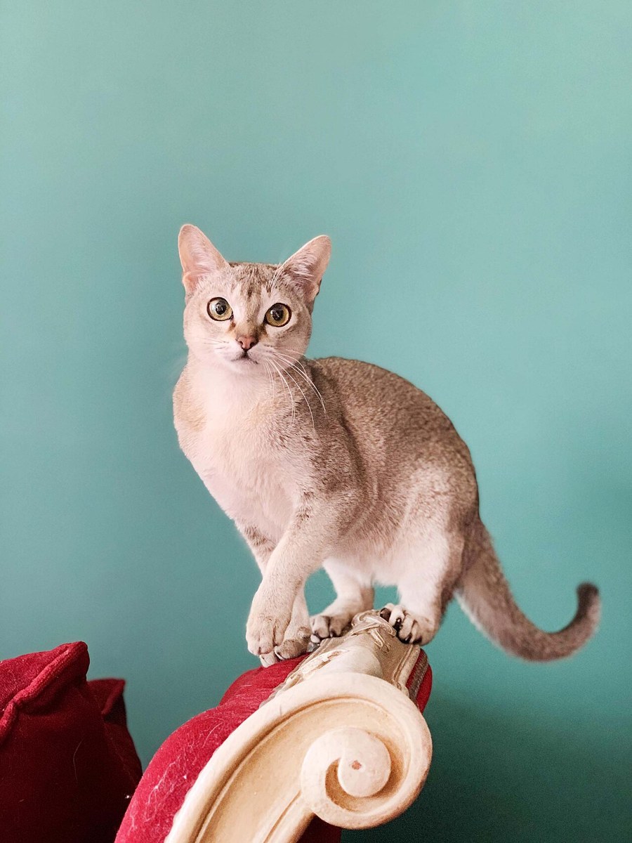 Singapura cat