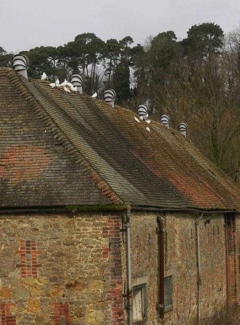 White doves on barn roof - geograph.org.uk - 1180122 · representative of the Dove group