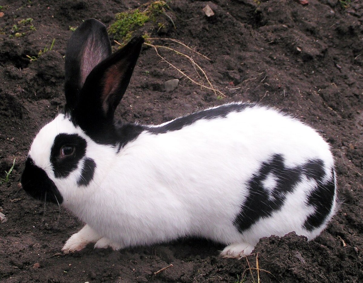 Checkered Giant rabbit