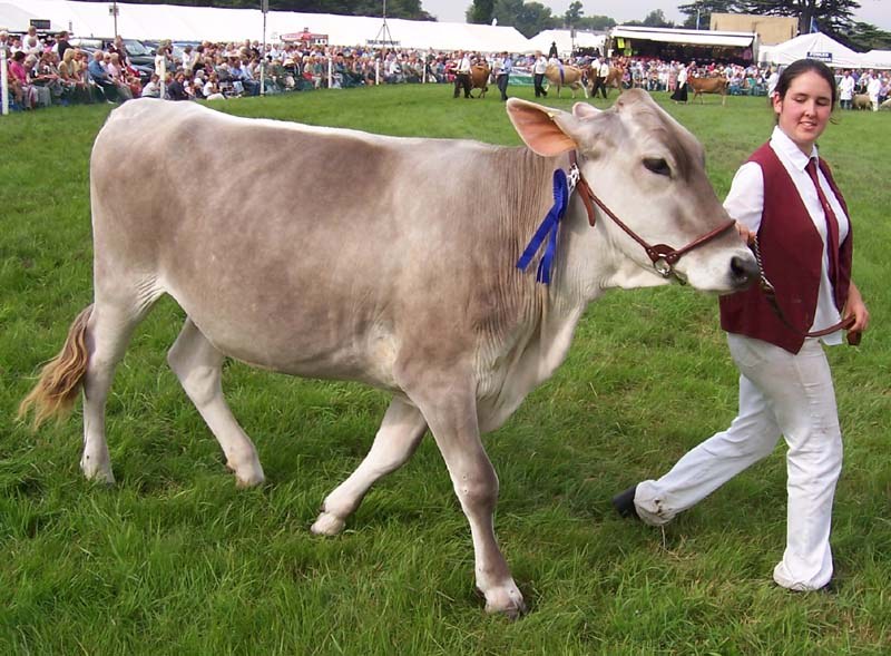 Brown Swiss cattle