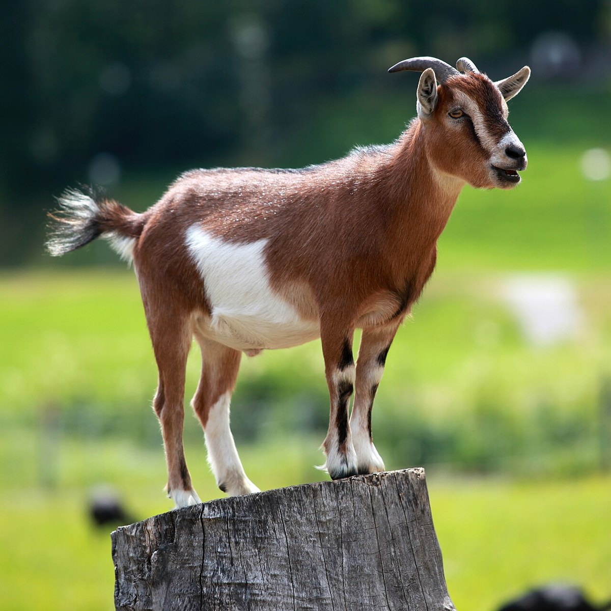 Representative goat image for a general guide; not a breed identification