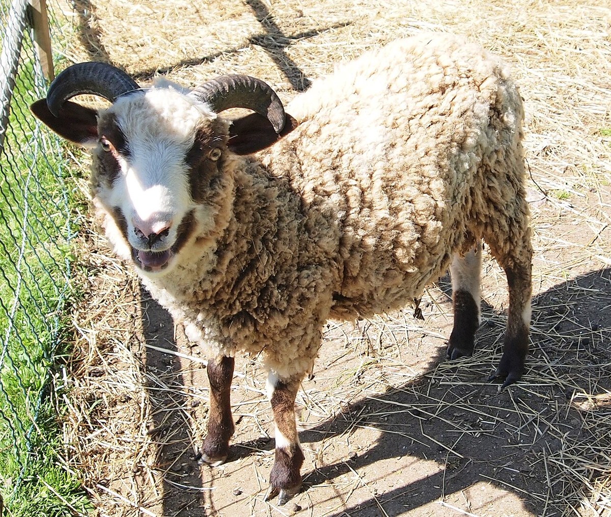 Finnsheep sheep