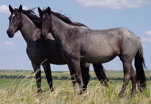 Representative horse image for a general guide; not a breed identification