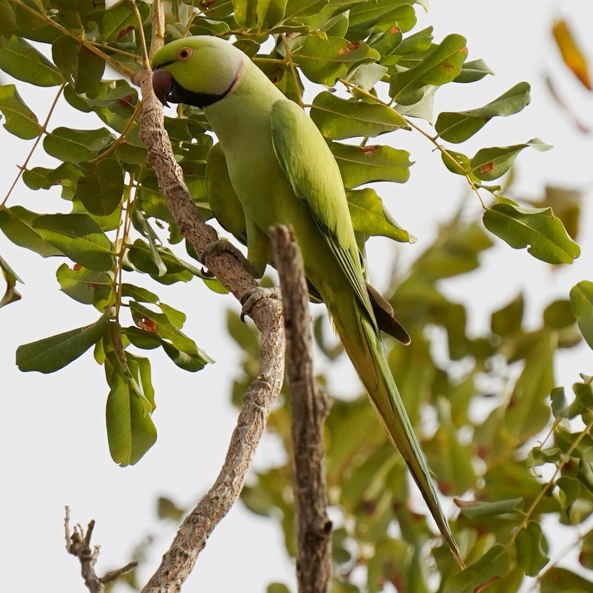 Indian Ringneck bird