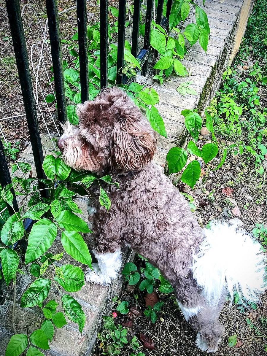 Havanese dog