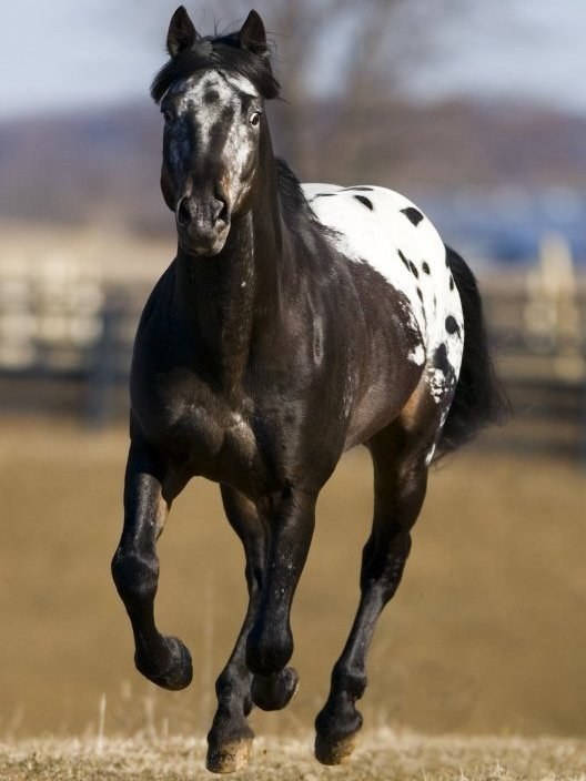 Appaloosa equine