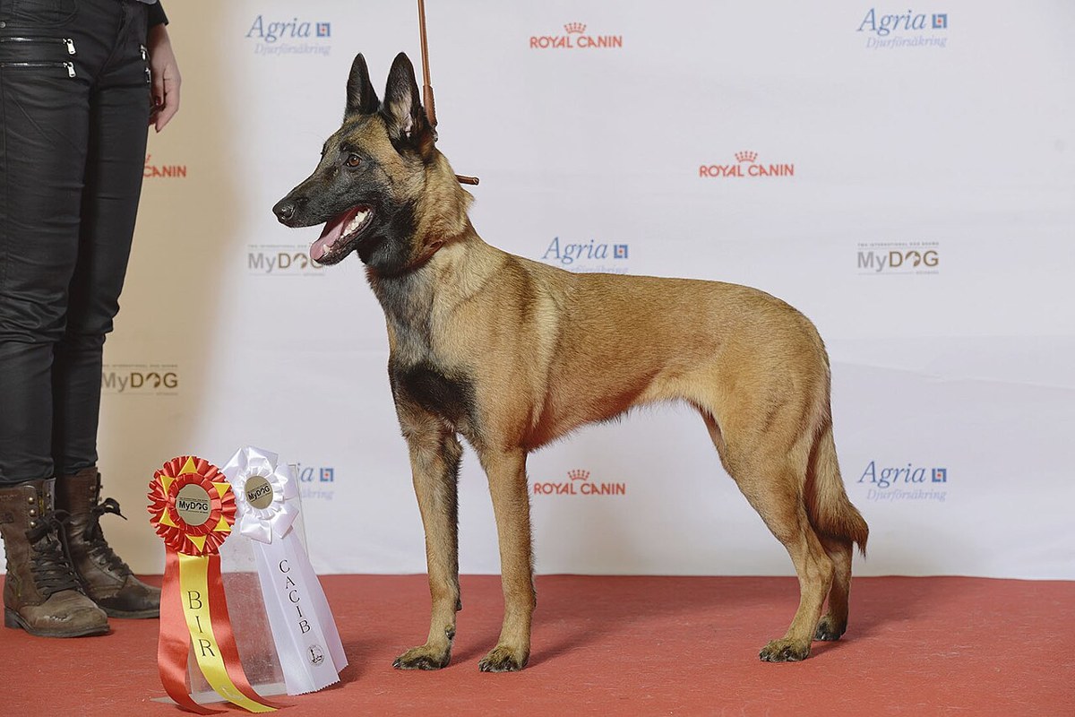Belgian Malinois dog