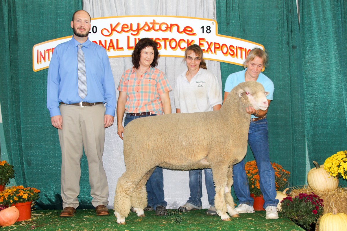 Rambouillet sheep