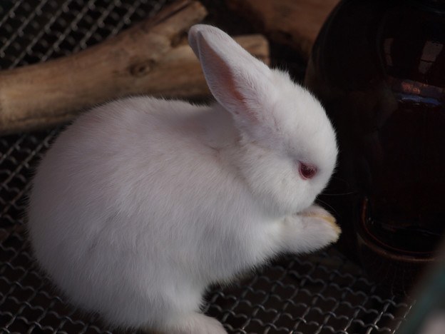 Polish rabbit
