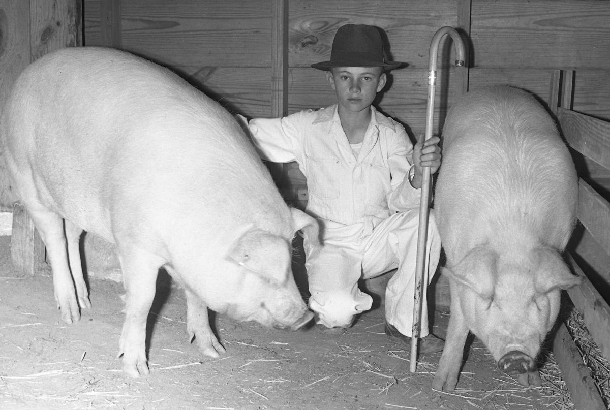 Chester White pig