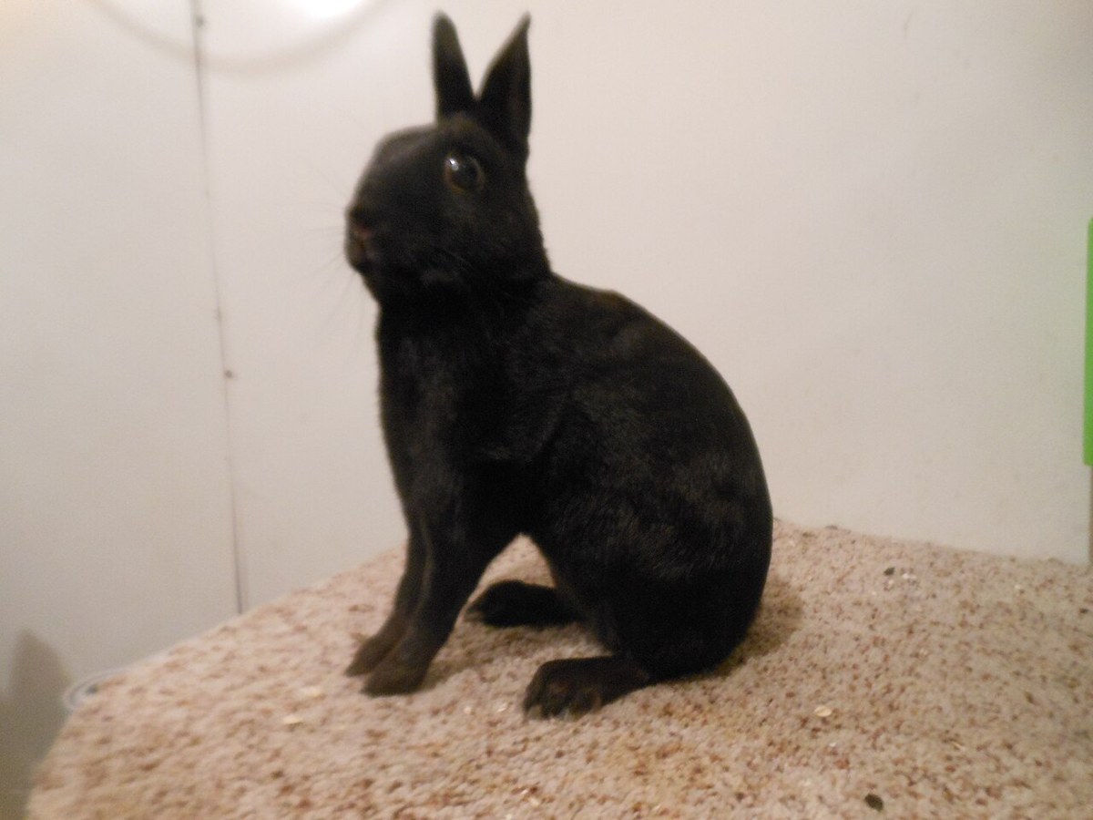 Britannia Petite rabbit