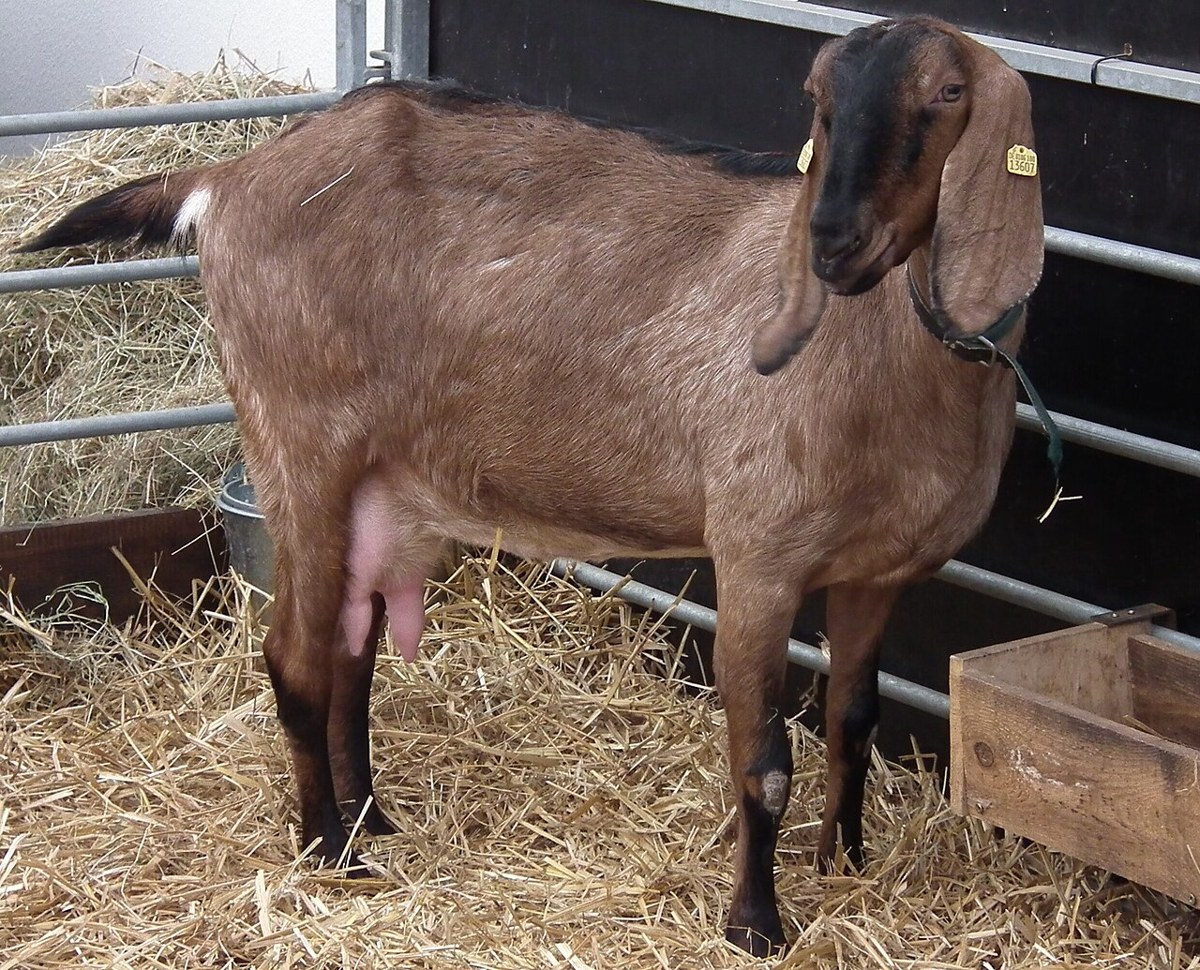 Nubian goat