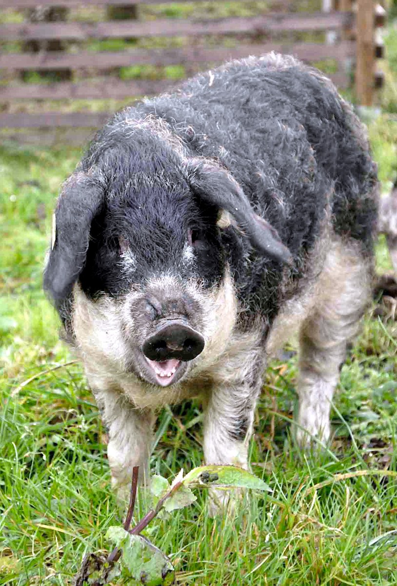 Mangalica pig
