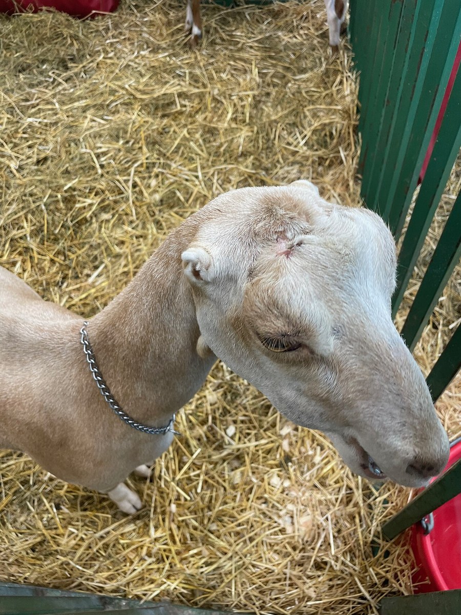 LaMancha goat