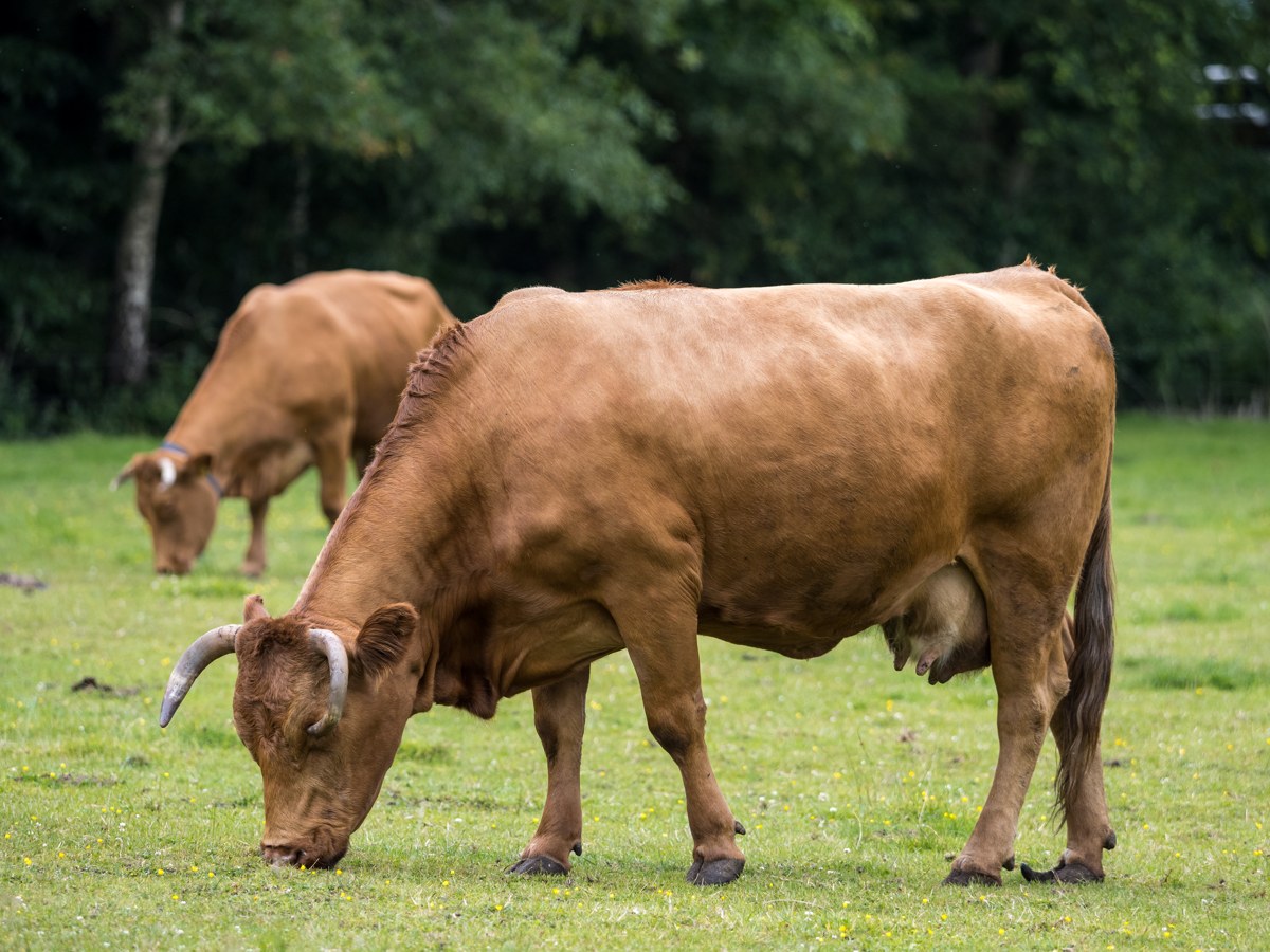 Limousin cattle
