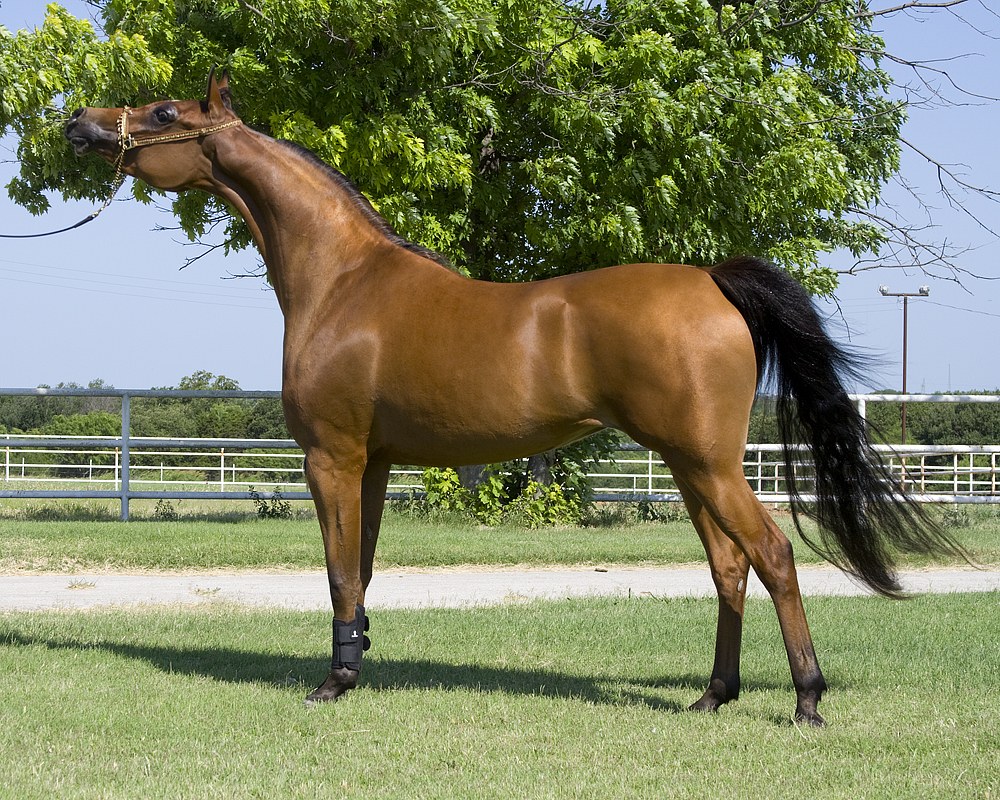 Arabian equine