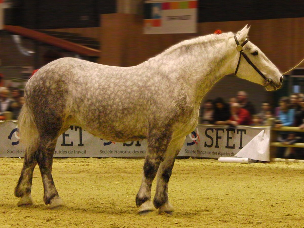 Percheron equine