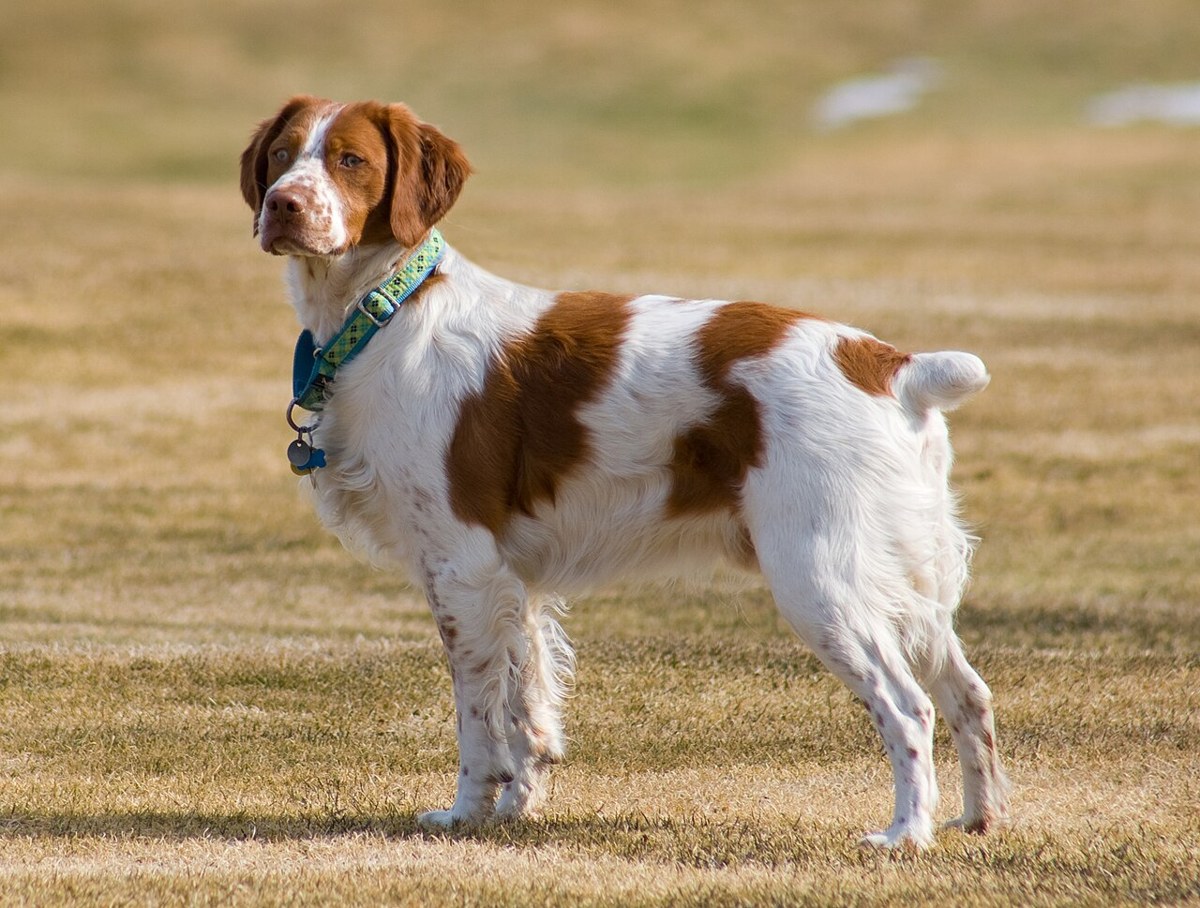 Brittany dog
