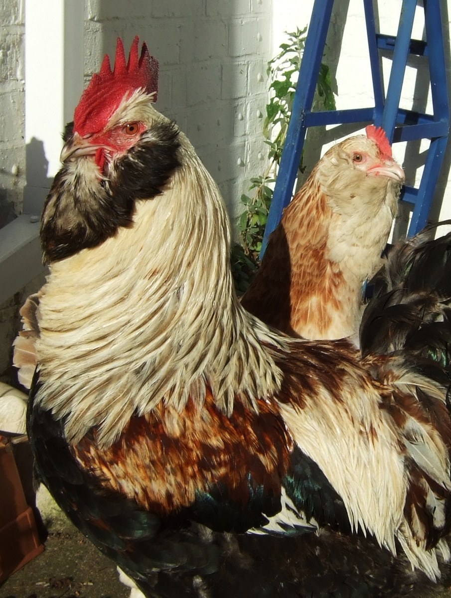 Faverolles chicken