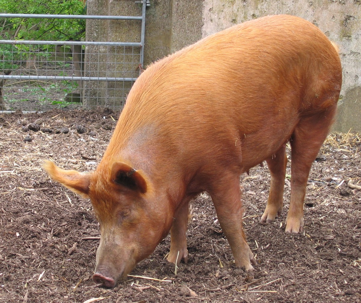 Tamworth pig