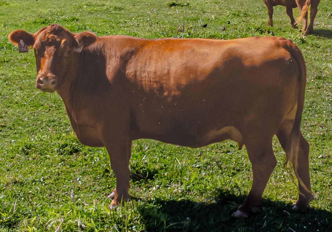 Red Angus cattle