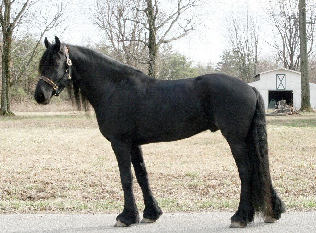 Friesian equine