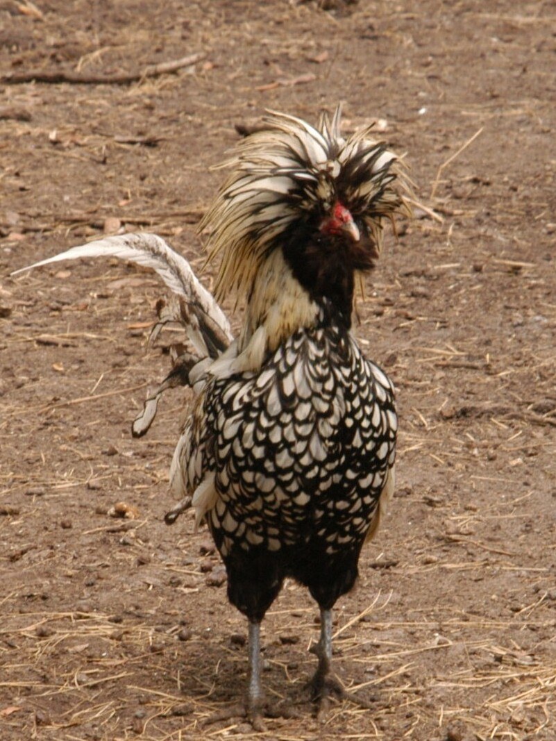 Polish chicken