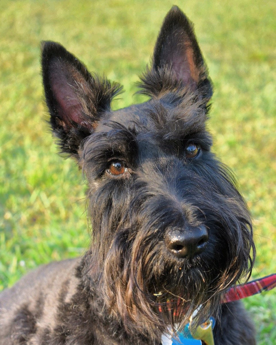 Scottish Terrier dog